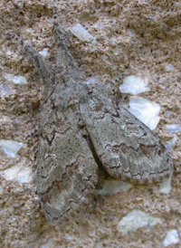 Sharp-lined Tussock